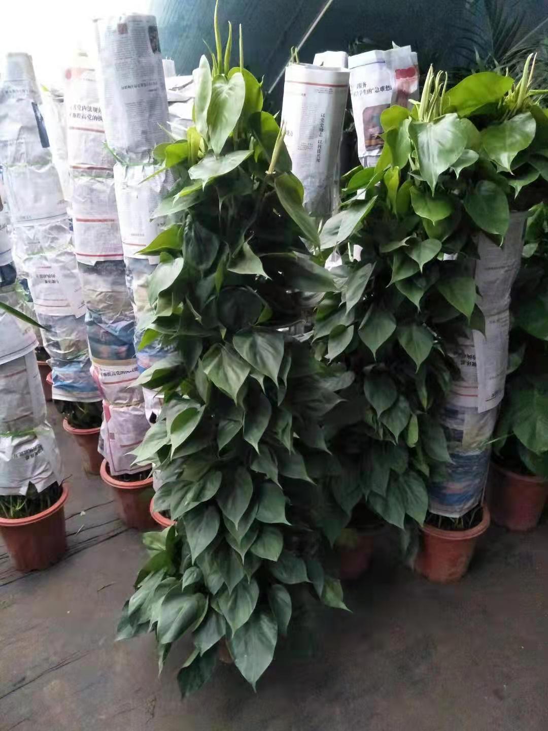北京綠植養(yǎng)護主要做什么？