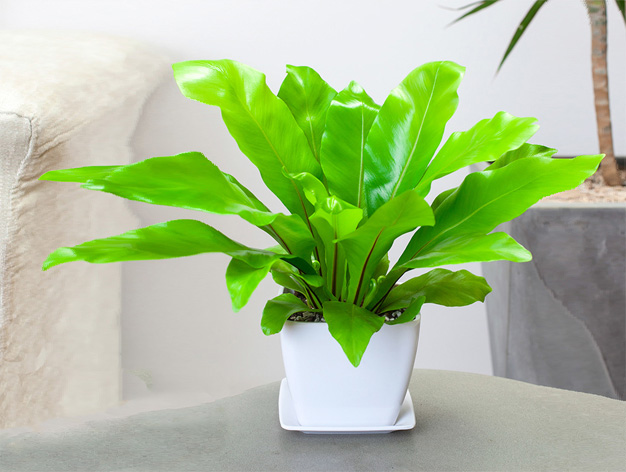 http://www.c-wei.net北京花卉租擺公司北京綠植租賃公司   
