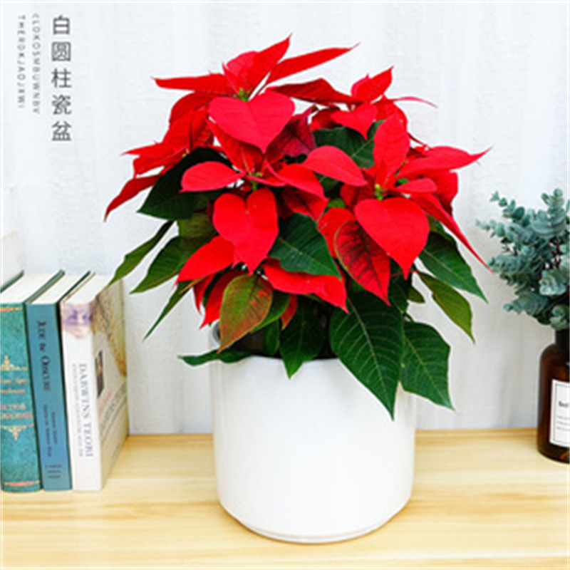 http://www.c-wei.net北京辦公室花卉租擺公司