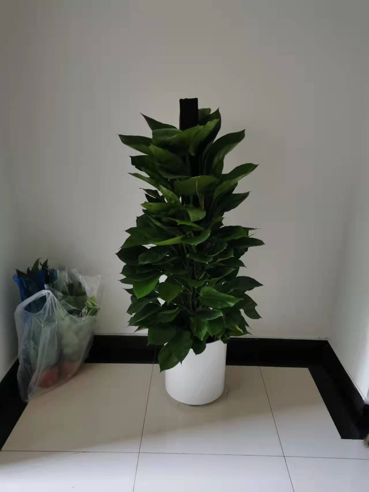 北京綠植養(yǎng)護(hù)-金鉆花有毒嗎？它有什么作用與功效？